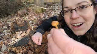 How to ID deadly Galerina mushrooms [upl. by Etnoled346]