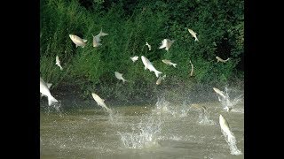 Midwest battles to keep invasive Asian carp out of the Great Lakes [upl. by Donell587]