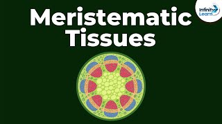 What are Meristematic Tissues  Infinity Learn [upl. by Ruscio966]