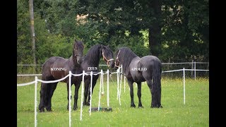 THREE FRIESIAN HORSES MEET FOR THE FIRST TIME [upl. by Mariette]