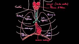 À la découverte des poumons [upl. by Sakhuja]