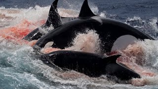 ORCA vs CACHALOTE  ¿Quién Ganaría  EPIC VERSUS 🐳 [upl. by Feriga]