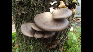 Grey Oyster Mushroom Pleurotus ostreatus Identification [upl. by Anel852]