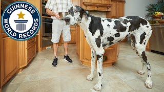 Tallest female dog  Meet the recordbreakers [upl. by Buyer]