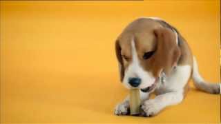 Pedigree Werbung 2012 Deutsch [upl. by Nahtan444]