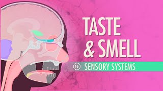 Taste amp Smell Crash Course Anatomy amp Physiology 16 [upl. by Alyled]