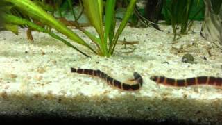 Kuhli Loach eating Ghost Shrimp [upl. by Anelagna17]