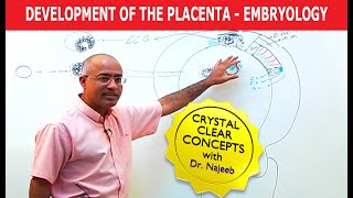 Development Of the Placenta  Embryology🩺 [upl. by Aicenad655]