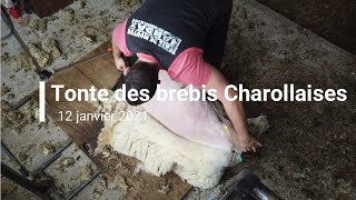 Tonte des brebis Charollaises [upl. by Lerrud783]