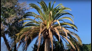 Fusarium Disease in Canary Palms [upl. by Aldarcie]