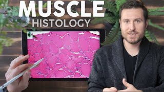 Muscle Histology Explained for Beginners  Corporis [upl. by Eulaliah620]