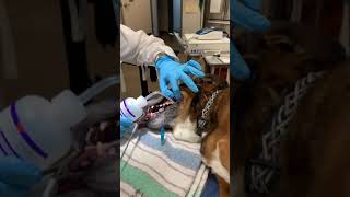 Using extraction forceps to remove tartar canine [upl. by Lanahtan]