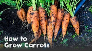 How to Grow Carrots from Seed to Harvest [upl. by Idyh]