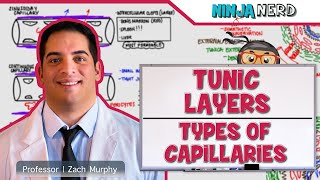 Cardiovascular  Tunic Layers amp Types of Capillaries [upl. by Jone545]