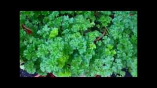 How To Grow Parsley in Pots Plus Companions [upl. by Helsie197]