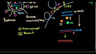 HIV life cycle [upl. by Pinelli]