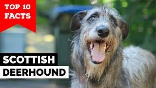 Scottish Deerhound  Top 10 Facts [upl. by Ainotal]