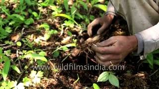 Collecting Sattva  a herb plant and jaribooti in Uttarakhand Himalaya [upl. by Rosalind619]