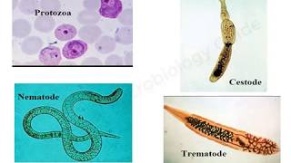 Introduction to Medical Parasitology lecture [upl. by Hgielac]