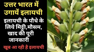 How to grow Cardamom In north india [upl. by Siger275]