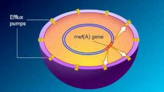 Macrolides Mechanisms of Action and Resistance [upl. by Megdal]