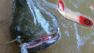 RIVER MONSTERS on WHOPPER PLOPPER [upl. by Hairom]