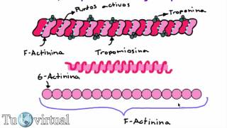 Fisiología  Contracción muscular Parte 4 Actina tropomiosina y troponina [upl. by Islaen]