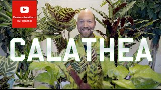 All you need to know about Calathea [upl. by Shae]