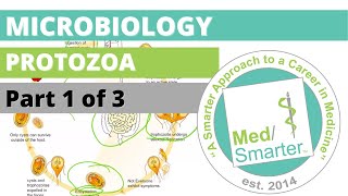 Protozoa  Microbiology  USMLE STEP 1  Part 1 of 3 [upl. by Zelazny]