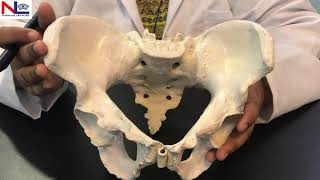 Female Pelvis in Hindi हिंदी  Practical Explanation  Nursing Lecture [upl. by Selmner652]