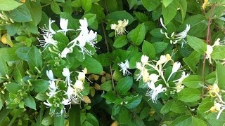 Lonicera japonica Halliana Halls Japanese Honeysuckle [upl. by Aracal]