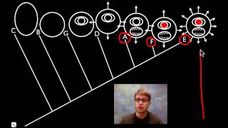 Cladograms [upl. by Anale]