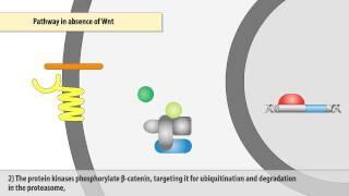 The Wntβcatenin signaling pathway [upl. by Tirzah896]