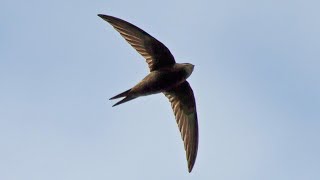 Common Swift Call  Sounds of Summer [upl. by Stace756]