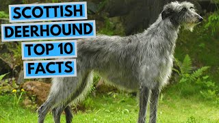 Scottish Deerhound  TOP 10 Interesting Facts [upl. by Enyaw]