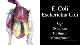 E Coli in Poultry  Treatment of Ecoli [upl. by Light]