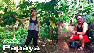 How to successfully grow a dwarf Papaya vareity easily [upl. by Beasley]