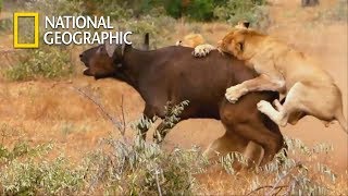 Can Buffalo Herd Beat Lion Brothers｜National Geographic [upl. by Onileva454]