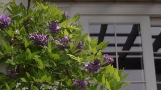 Growing Wisteria  At Home With P Allen Smith [upl. by Eixirt83]