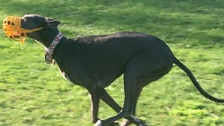 Greyhounds Chase the Fastest Husky at a Dog Park [upl. by Vito]