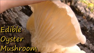 How to Identify Oyster Mushrooms [upl. by Reine]