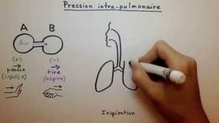 Pression intrapulmonaire [upl. by Truscott]