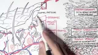 Dermatology  Overview [upl. by Elum]