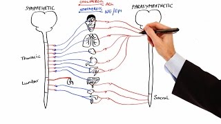 Pharmacology  AUTONOMIC NERVOUS SYSTEM MADE EASY [upl. by Adnauqal]