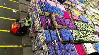 Aalsmeer Royal Holland Flower Auction by Iskamdaletya [upl. by Navnod]