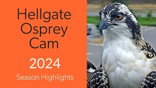 2024 Hellgate Osprey Cam Season Highlights [upl. by Adlez359]