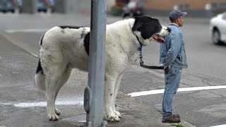 10 Giant Dog Breeds That Are Really Gentle [upl. by Cita589]