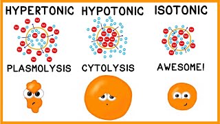 Hypertonic Hypotonic and Isotonic Solutions [upl. by Airaet]