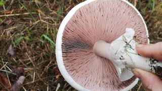 Identifying edible mushrooms  Agaricus arvensis Horse mushroom [upl. by Shoshanna85]