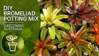 DIY potting mix for bromeliads [upl. by Drucilla]